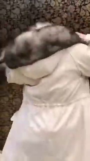 Парка с мехом финского песца👑🔥ЛЮКС качество💫ШУБЫ ПАРКИ МЕХА FURS САДОВОД ТЦ МОСКВА смотреть онлайн