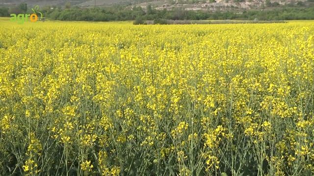 "Спасителна мисия" в рапица с Торовете Лебозол® смотреть онлайн