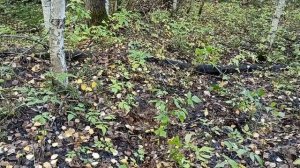 ТЯЖЁЛЫЕ ЗАПЧАСТИ ОТ ТРАКТОРОВ РЕШИЛИ ВСЁ! КОП, ПОИСК МЕТАЛЛА В ТАЙГЕ!