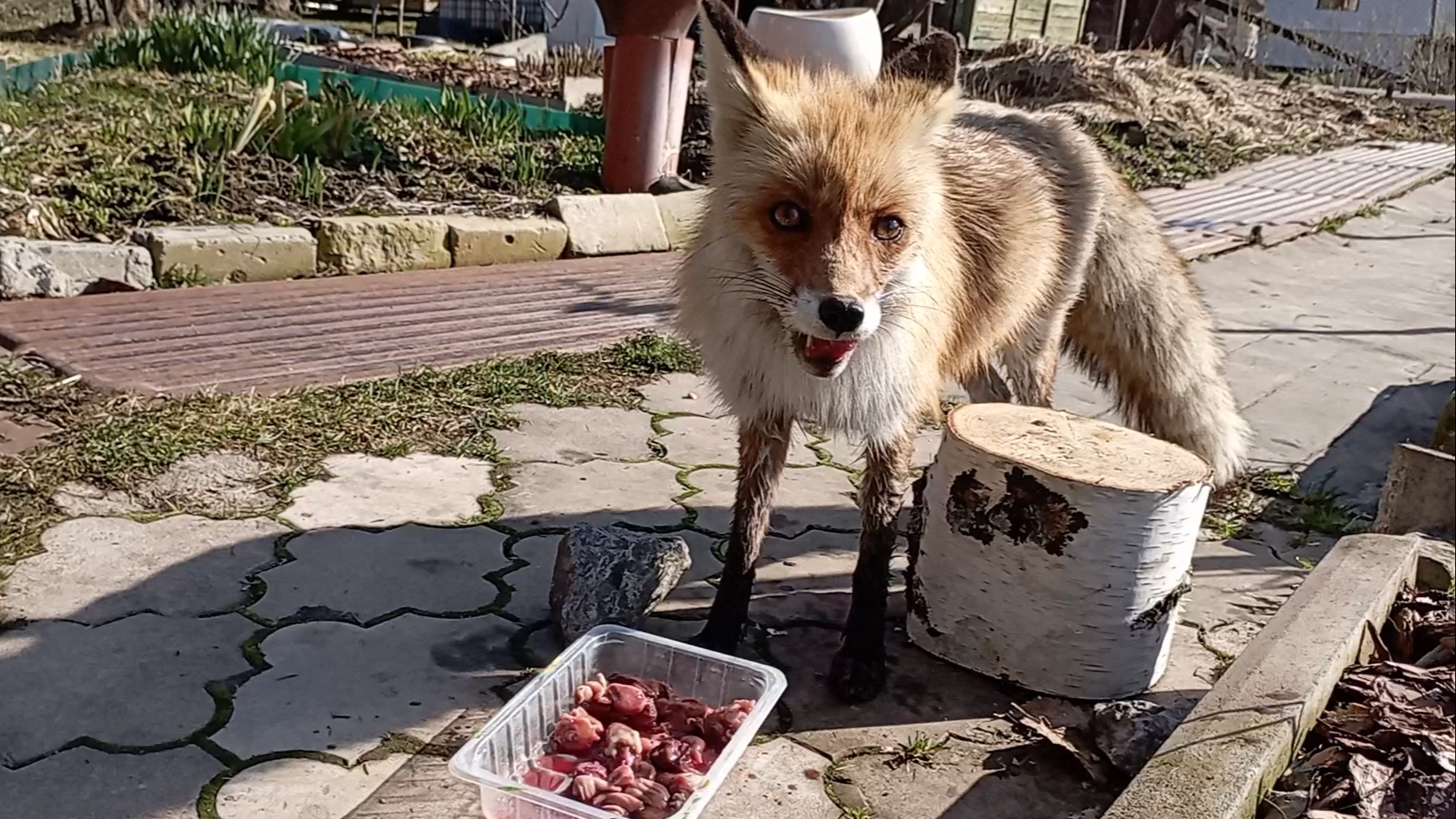 1000006215.mp4(996) Лиса приходит в гости. Апрель 2025 смотреть онлайн