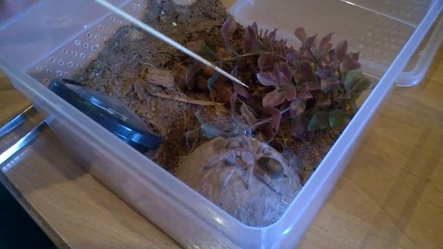 [FEEDING] Karmienie ptasznika Grammostola rosea red 3DC смотреть онлайн