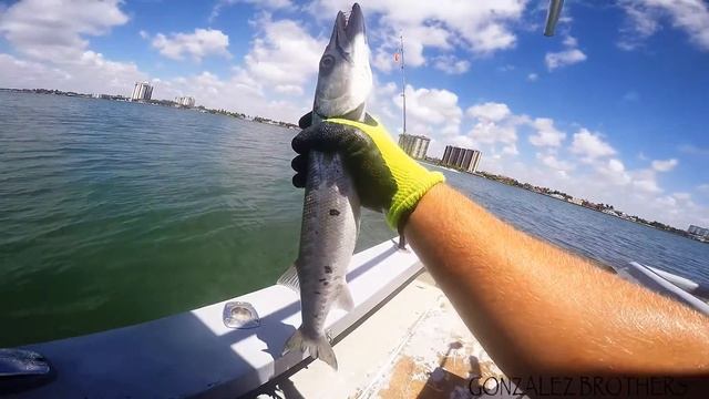 BARRACUDA & SNAPPER FISHING | GONZALEZ BROTHERS смотреть онлайн