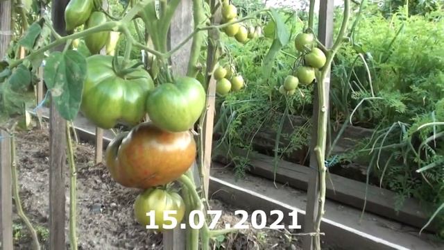 Томат Индийское мясо крупный сладкий нежнейшей консистенции смотреть онлайн