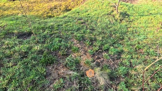 Обзор наших владений... Хвост мешается под ногами.. смотреть онлайн