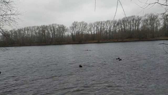 20.11.2020 заплыв в реке Москва Севы. Начни утро с МОРЖАМИ СТОЛИЦЫ смотреть онлайн