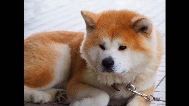 🐕Musica Per CANI Agitati - Musica Soft Rock Per CANI Con Suoni Della Natura🐕