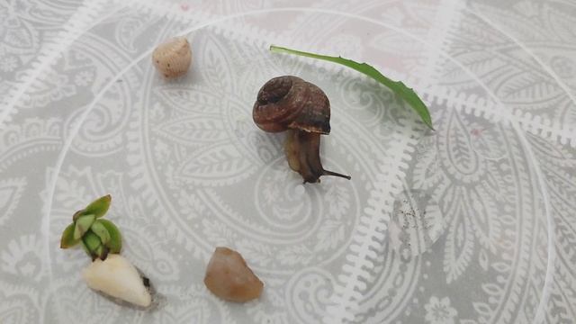 Знакомьтесь, улитка Лиза. Уход за улиткой.