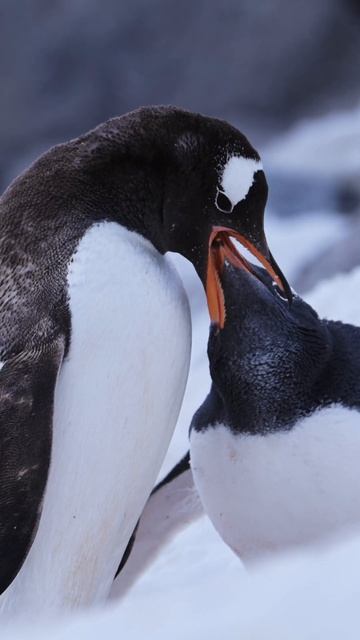 Mother Feeding Baby Penguin