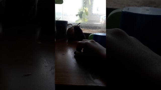 хомяк джек смотреть онлайн