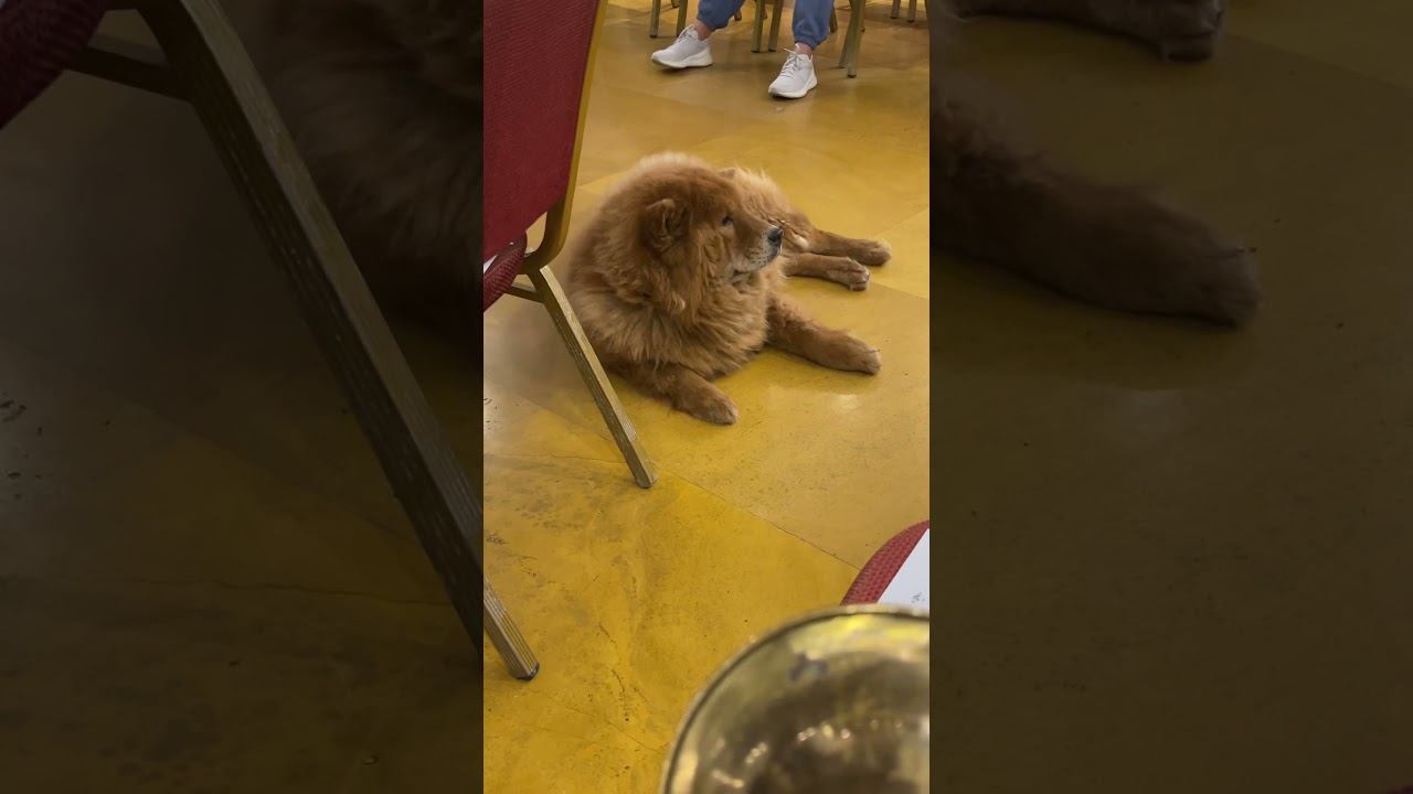 Chow Chow listens music on the rehearsal. смотреть онлайн