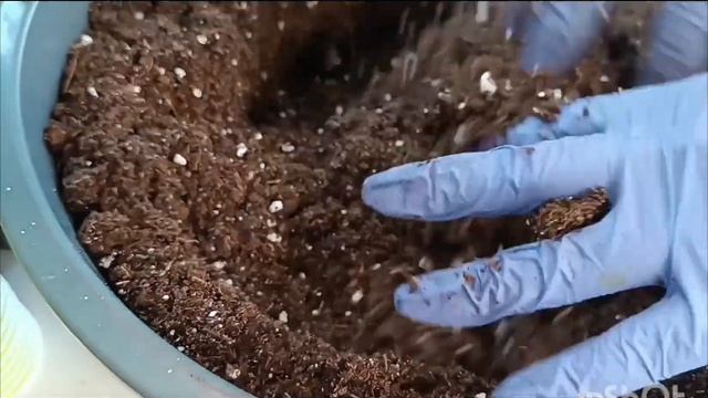 Остеоспермум (Остики) Пересадка,даём больше объёма 🌱🌼