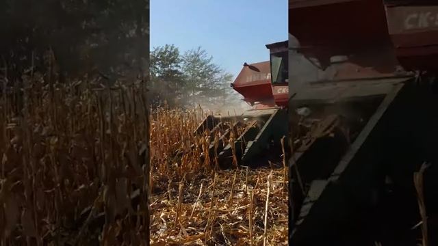 Уборка кукурузы 2017 Нива СК-5 смотреть онлайн