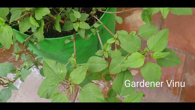 முள்ளிக்கீரை செடி வளர்ப்பது எப்படி l குப்பைக்கீரை செடி மருத்துவ பயன்கள் l Amaranthus viridis plant смотреть онлайн