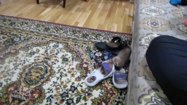 Хорёк! Охота на тапки!