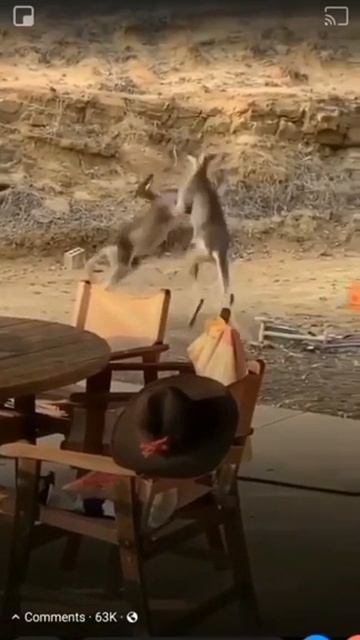 Kangaroo Fight TKO Jumping Johnnie Wins смотреть онлайн