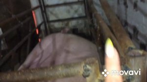 Станок для опороса свиноматки, самодельный из трубы.