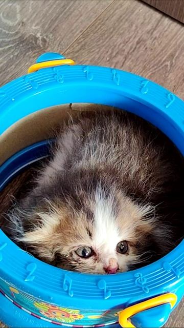 Маленький котенок спит в барабане. #шорты 4k смотреть онлайн