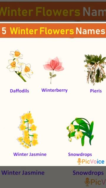 5 Winter Flowers Names смотреть онлайн