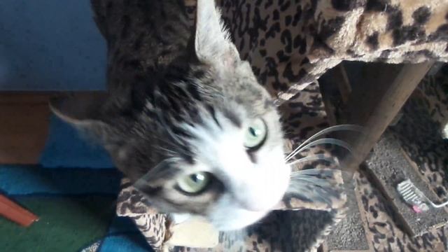 Котята играют с бумажкой смотреть онлайн