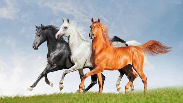 🐎Звуки лошади🐎Расслабляющие звуки🐎Звуки лошадей для детей смотреть онлайн