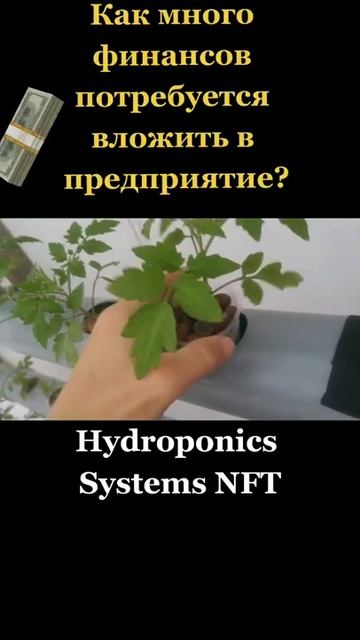 Бизнес на гидропонике ➡️ смотреть онлайн