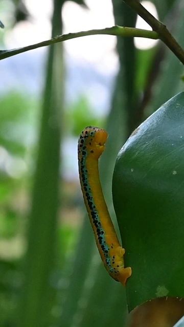 A blue tiger moth caterpillar rising up its body on the surface of a leaf edge #caterpillar #rare смотреть онлайн