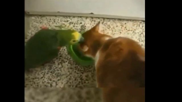 Дай пожрать!