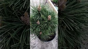 Сосна Шверина Вит Хорст и сосна красная Пиллнитз.