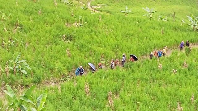 LO ZAWH PUI  Kan Haw Lam