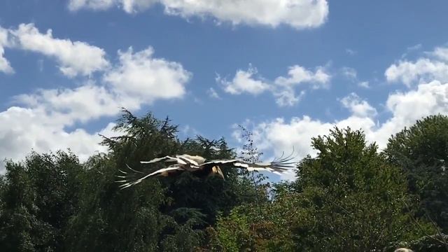Hornbill fly by in slowmotion смотреть онлайн