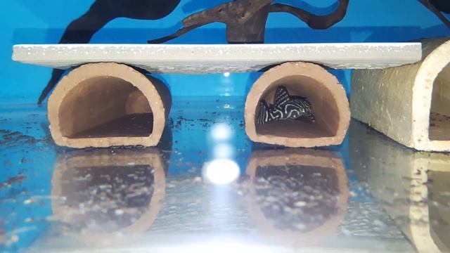 L333 Pleco Hakkında Bilgiler смотреть онлайн