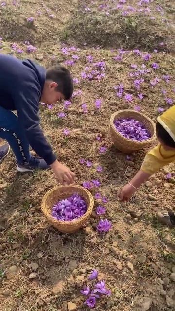 #saffron #shorts смотреть онлайн