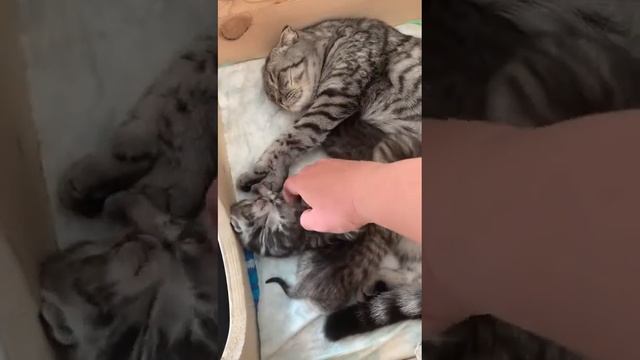 Кошка мама кормит котят.🐈⬛🐈👍 смотреть онлайн