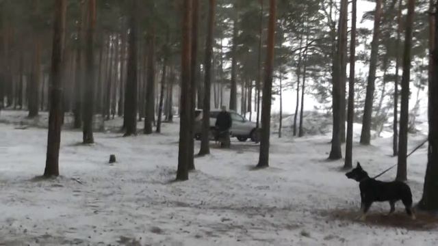 Хельхаус Гардиана и Хельхаус Геральдина дрессировка с А.Гончаровым в Твери смотреть онлайн