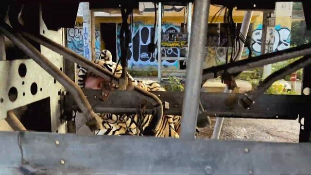 Rocket Bees - The Tiger (Official Music Video)