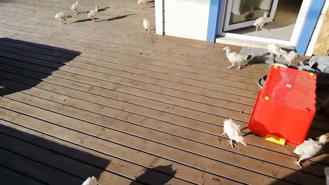 ВСЁ! ОНИ МЕНЯ ДОСТАЛИ! ПТЕНЦЫ В КЛЕТКАХ.