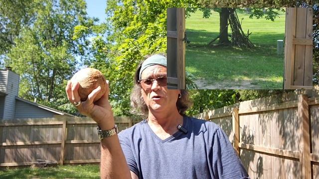 Coconut Salsa with Pineapple Chicken Courtesy of the Wasp Tomahawk #slingshotshooting #slingshots смотреть онлайн