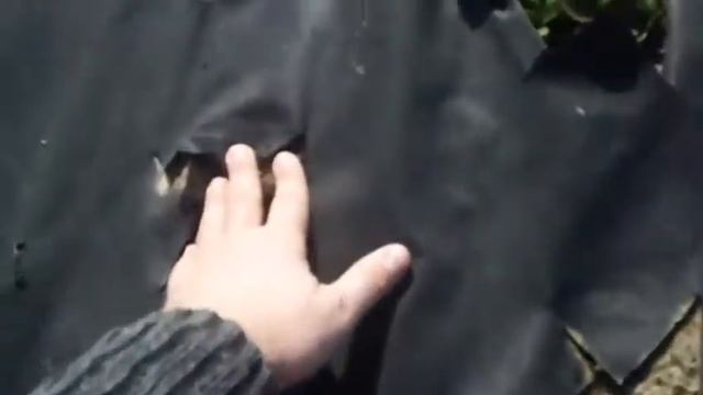 Клубника от Макса. 8 Расстояние + перфорация смотреть онлайн