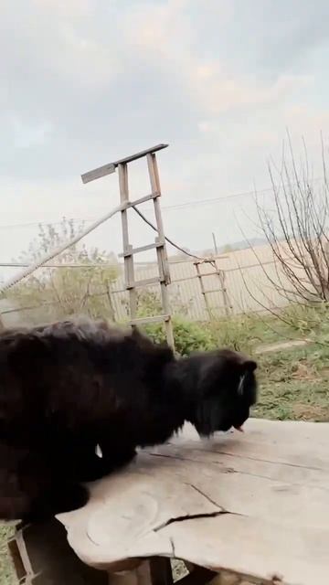 Вечерняя тренировка 💪 Прыжки с едой в зубах 🌭🐈⬛🐈🐈⬛ #коты смотреть онлайн