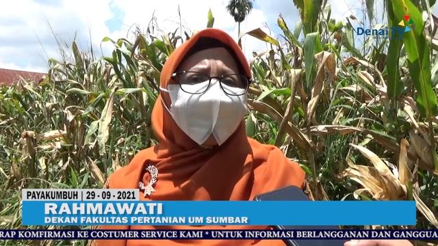 MAHASISWA FAKULTAS PERTANIAN UM SUMBAR LAKUKAN PANEN JAGUNG | DENAI TV смотреть онлайн