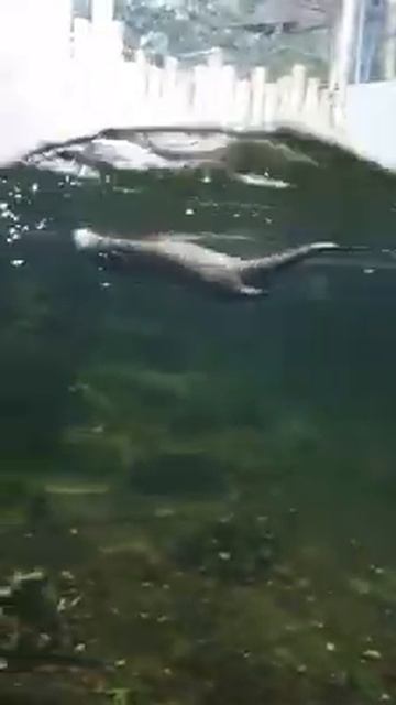 GIANT RIVER OTTERS PLAYING