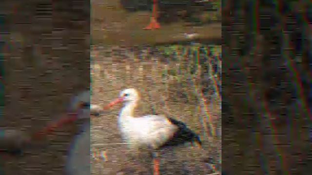 Белы БУСЕЛ смотреть онлайн