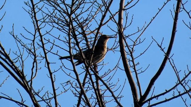 1285. Drozd kvíčala, Fieldfare, Wacholderdrossel, Kramsvogel, Grive litorne, Рябинник, Kwiczoł смотреть онлайн