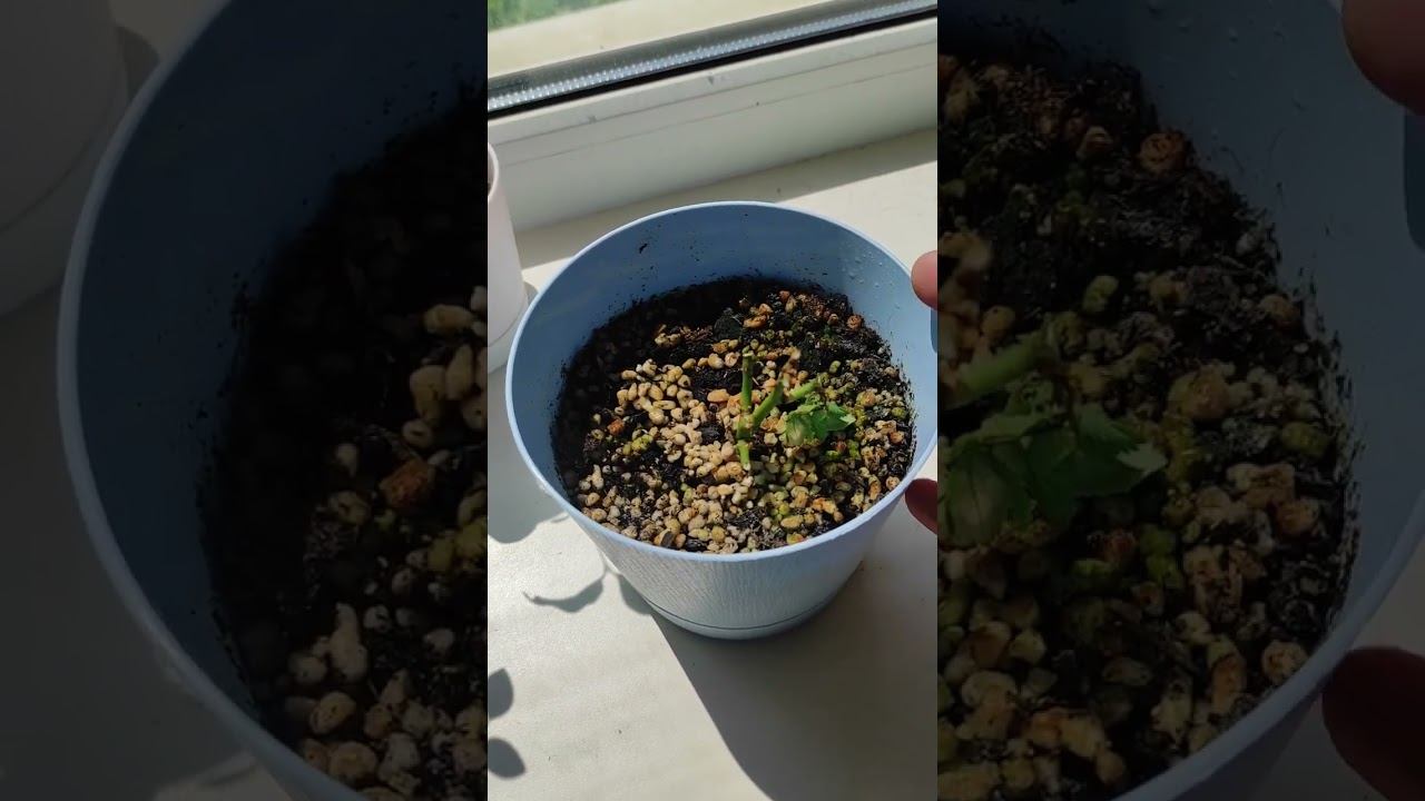 Петуния, агератум, розы из Магнита