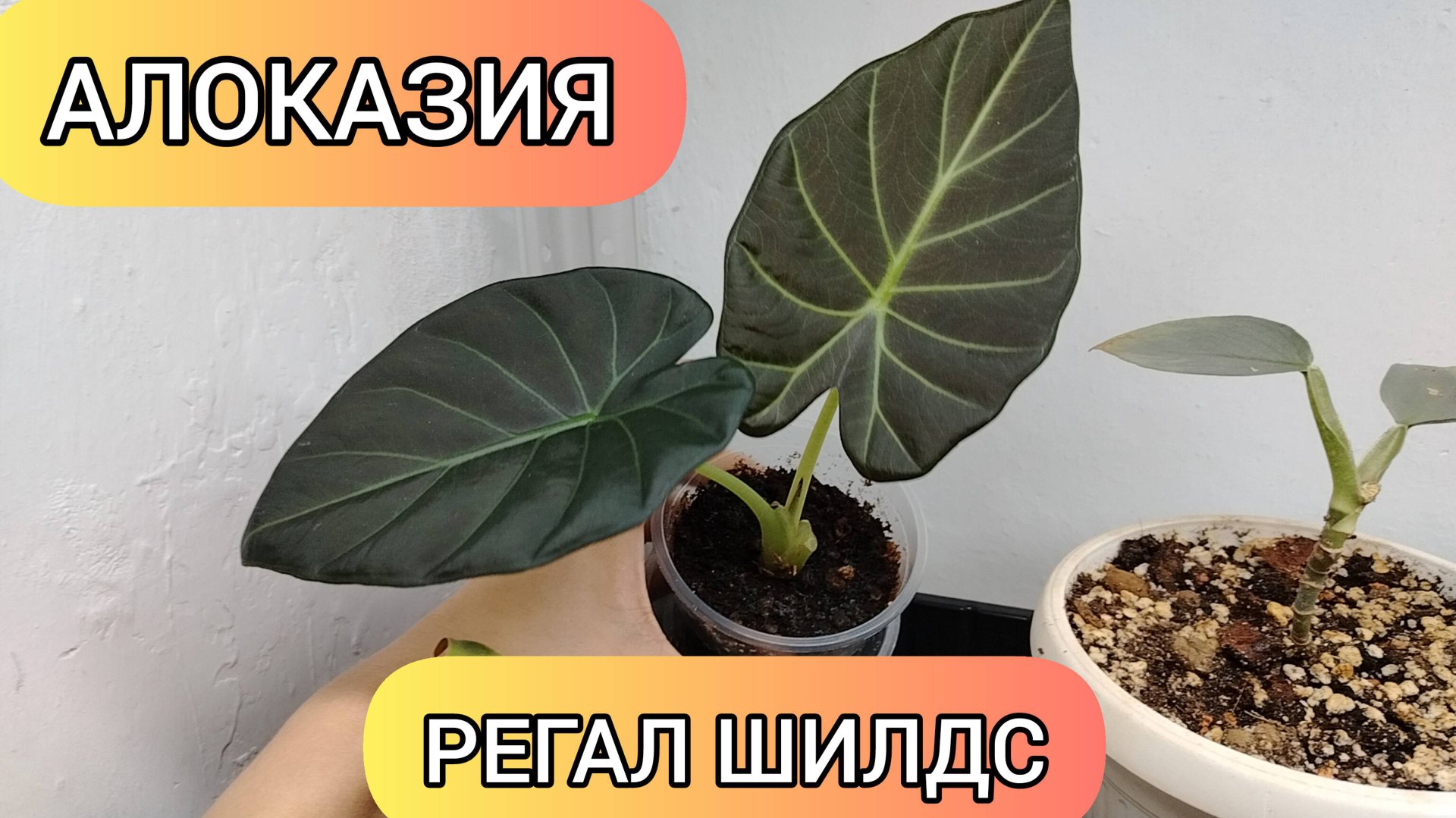 АЛОКАЗИЯ РЕГАЛ ШИЛДС смотреть онлайн