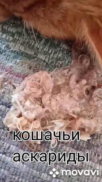 cat helminths: Toxocara cati 🐱 смотреть онлайн