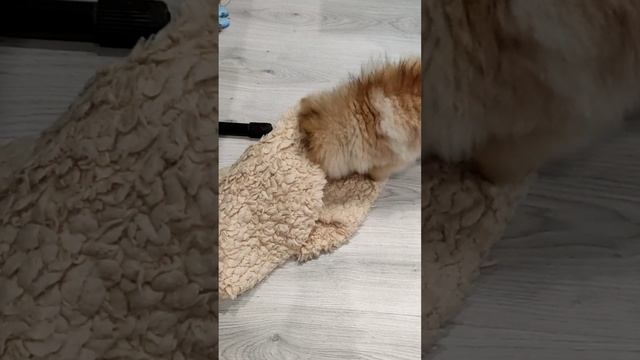 Новая игрушка у Мирочки 🤣🤣🤣 смотреть онлайн