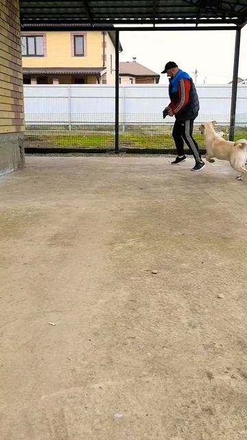 Лабрадор ретривер самая энергичная и весёлая порода собак