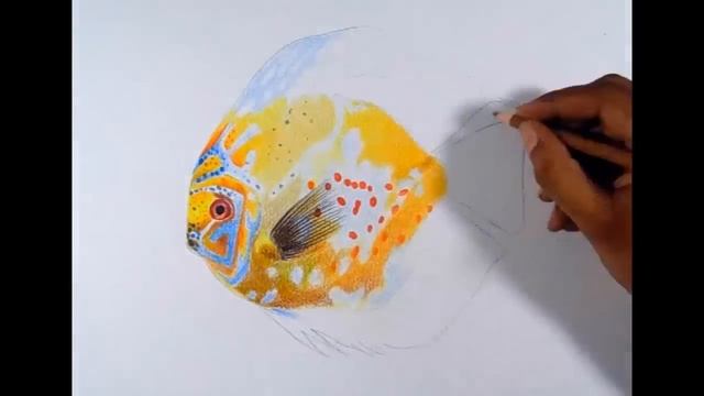 Drawing a Discus fish -- Faber-castell polychromos pencils. смотреть онлайн