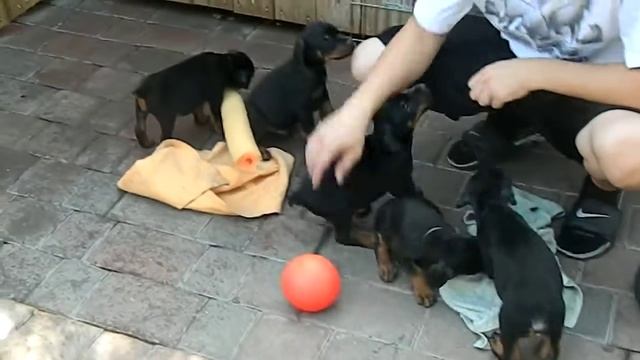 Dade Dobermann - Litter B (Obi Wan Kenobi de Grande Vinko x Megan Unreachables)
